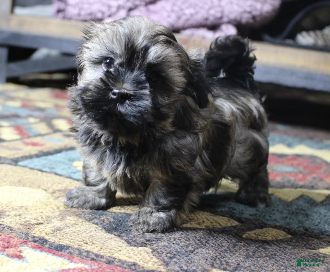 Havanese dogs for sale: Bear - Ad 2