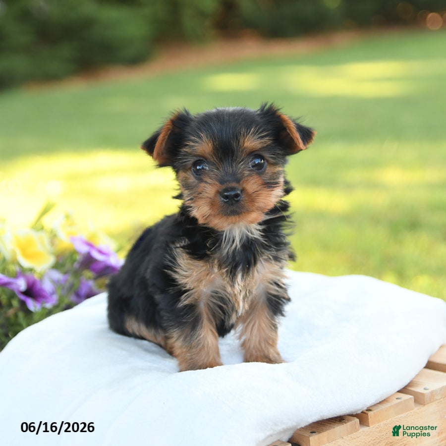 Yorkshire Terrier dogs Diamond - Ad 2