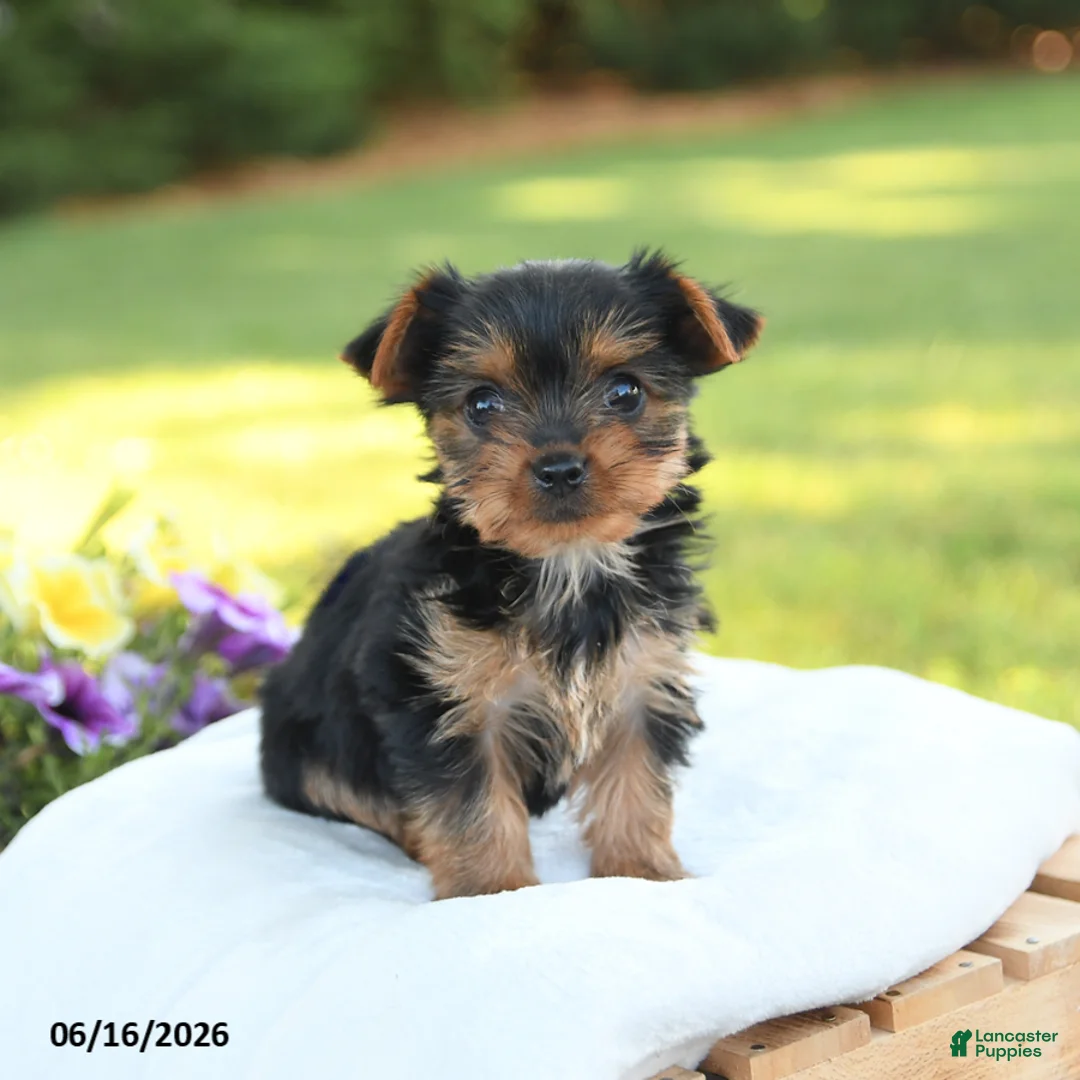 Yorkshire Terrier dogs for sale: Diamond - Ad 2