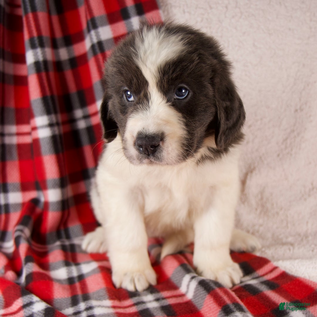 Newfoundland dogs for sale: Faith - Ad 3