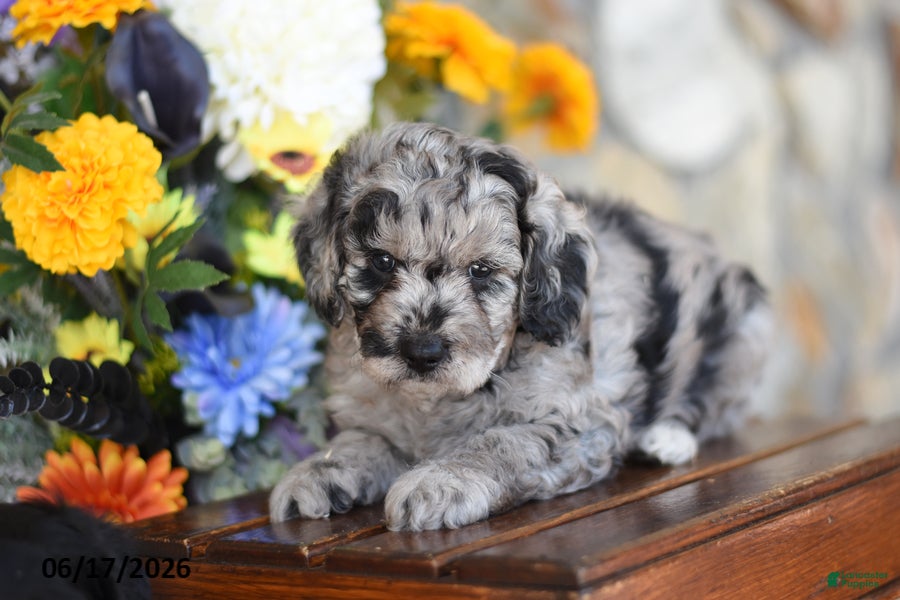Mini Goldendoodle dogs Warrior - Ad 1