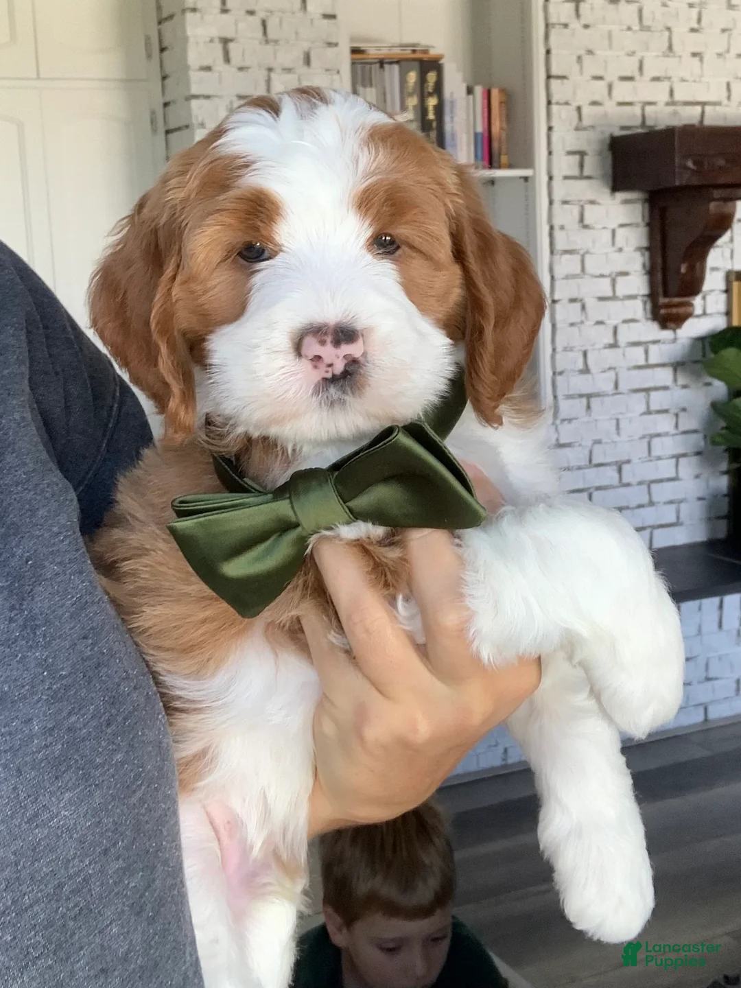 Bernedoodle dogs for sale: Winston - Ad 2