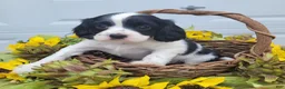 Mixed Breed dogs for sale: Skippy - Ad 5