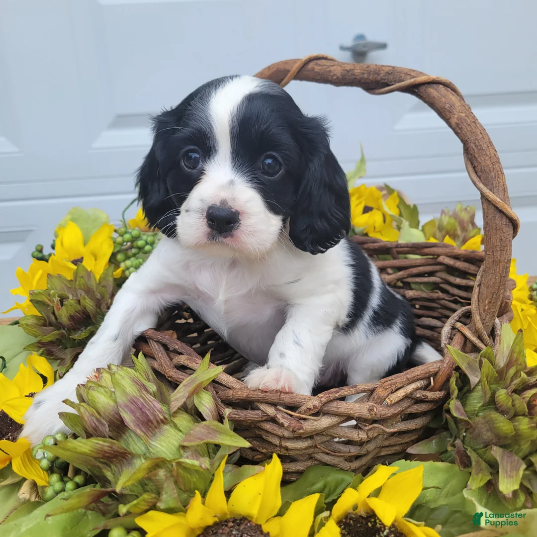 Mixed Breed dogs for sale: Skippy - Ad 5