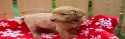 Goldendoodle dogs for sale:  Bobby - Ad 6