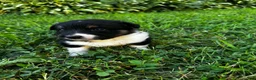 Australian Shepherd dogs for sale: Rosie - Ad 16