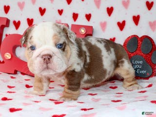 English Bulldog dogs Coco - Ad 17