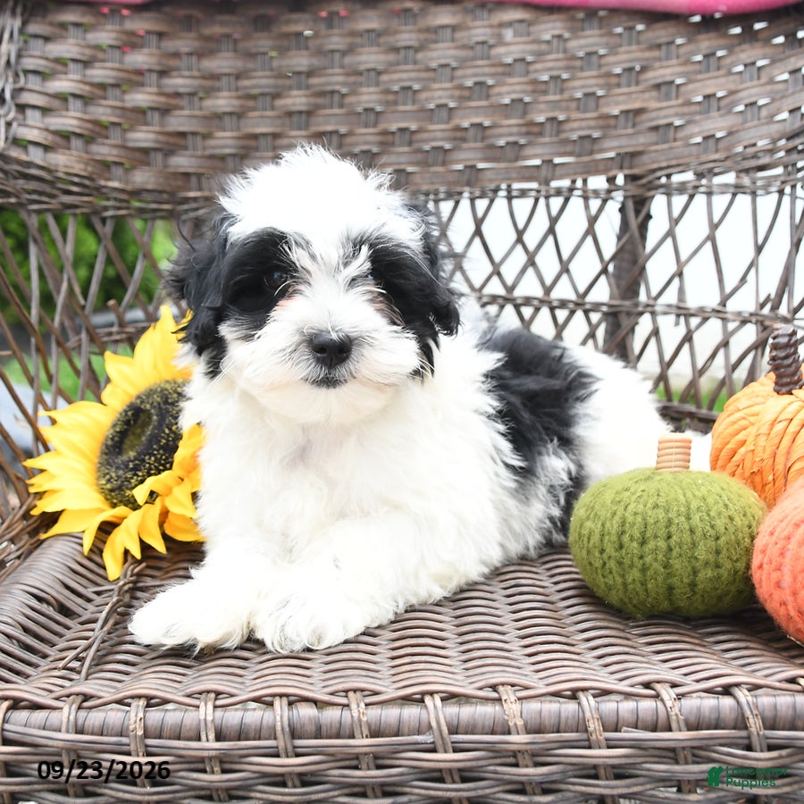 Maltipoo dogs Murphy - Ad 2