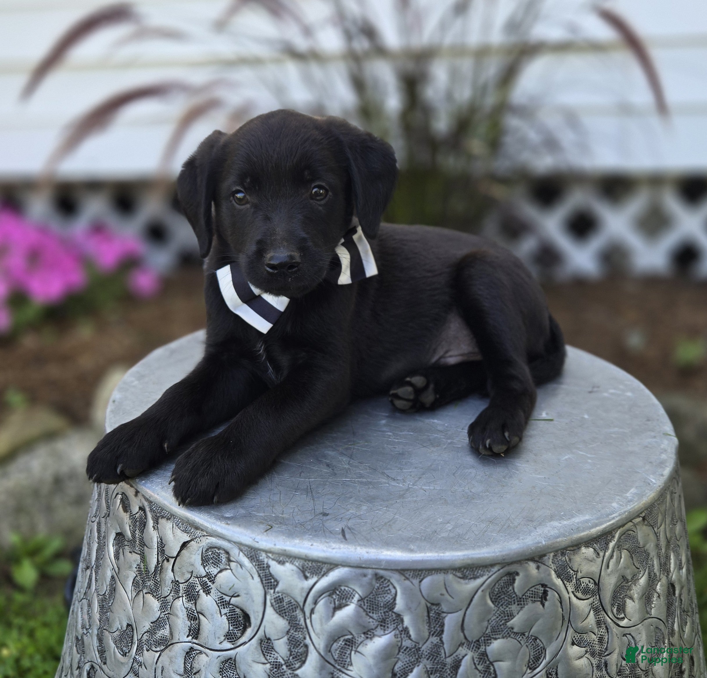 Mixed Breed dogs Bingo - Ad 2