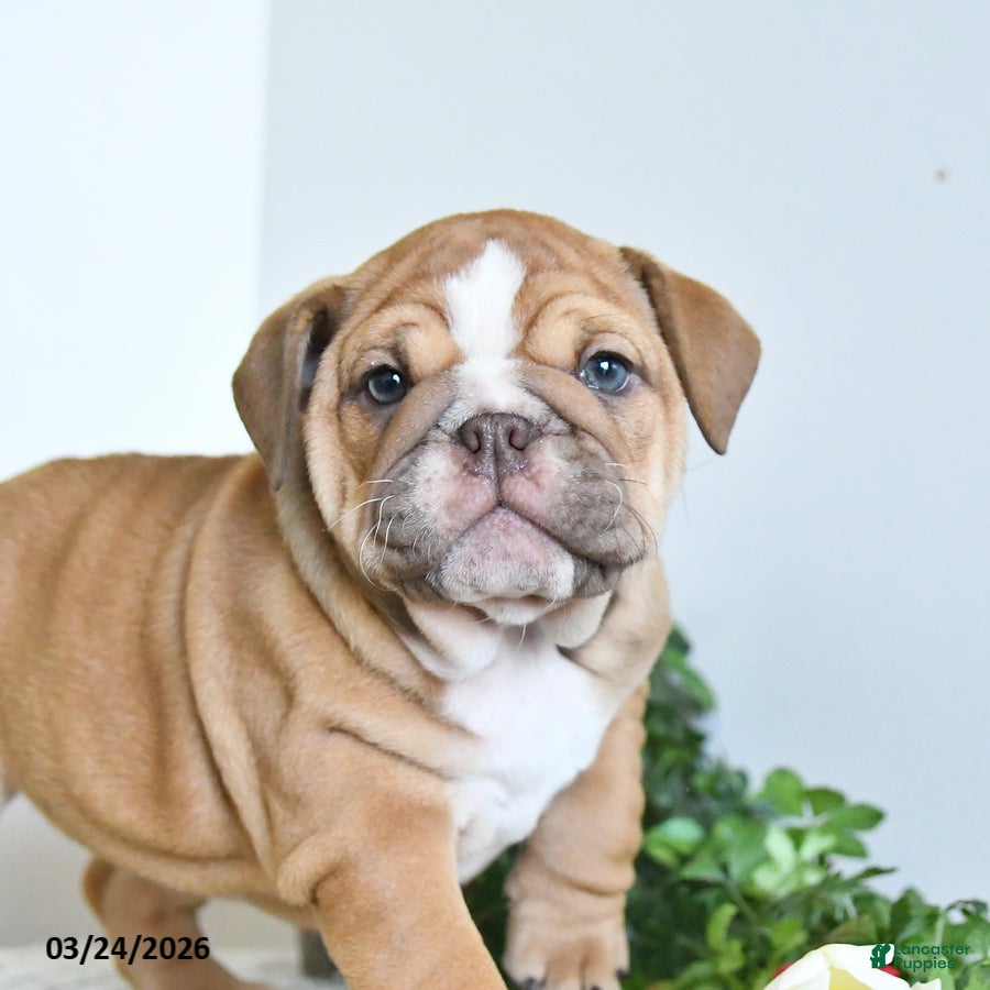 English Bulldog dogs Tessa - Ad 2