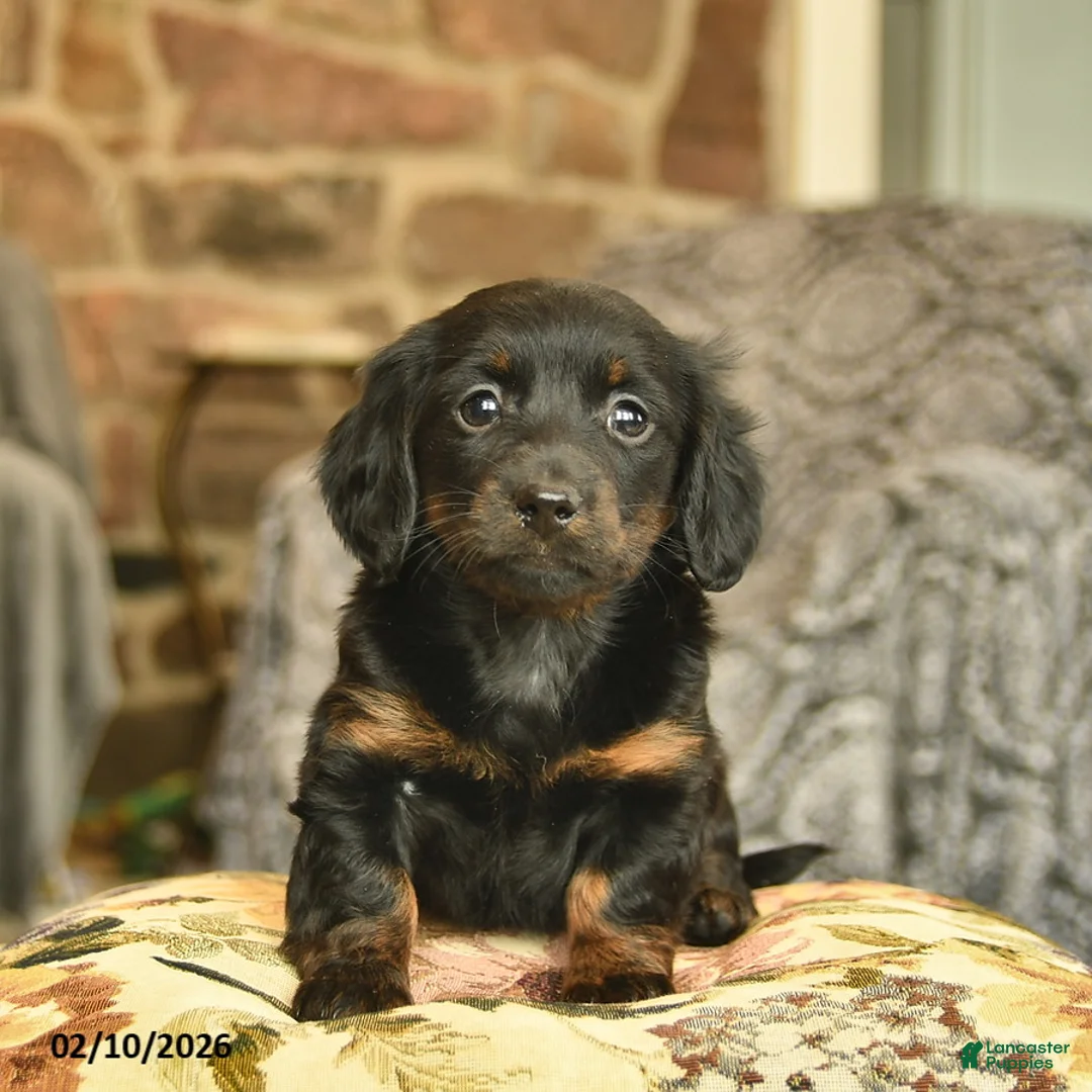 Miniature Dachshund dogs for sale: Minnie  - Ad 3