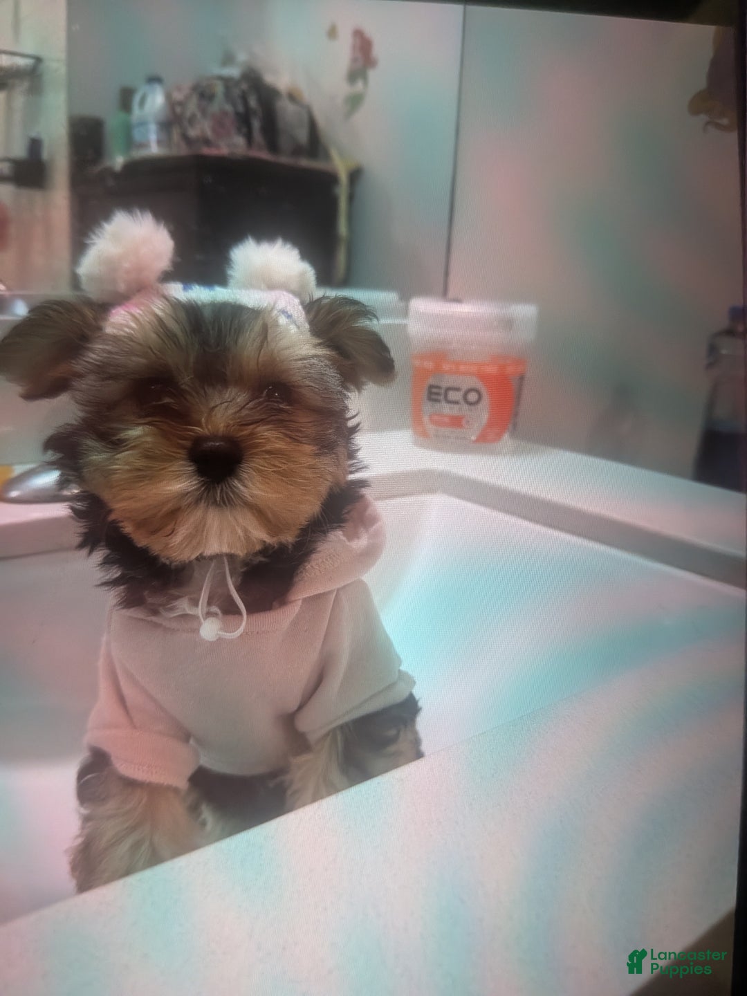 Mixed Breed dogs for sale: Morkipoo Wisper  - Ad 4