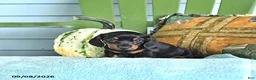 Miniature Dachshund dogs for sale: Jace - Ad 4