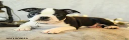 Boston Terrier dogs for sale: Latte - Ad 3