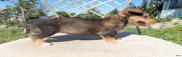 Mixed Breed dogs for sale: No collar  - Ad 2
