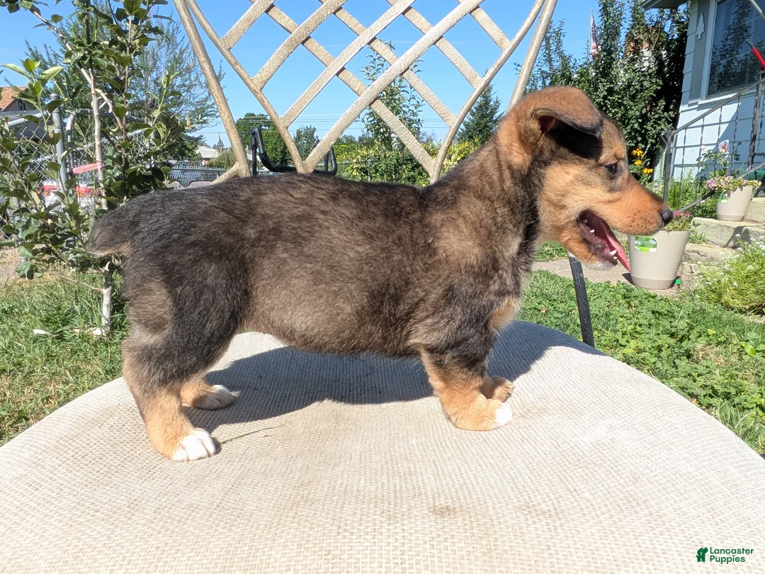 Mixed Breed dogs for sale: No collar  - Ad 2
