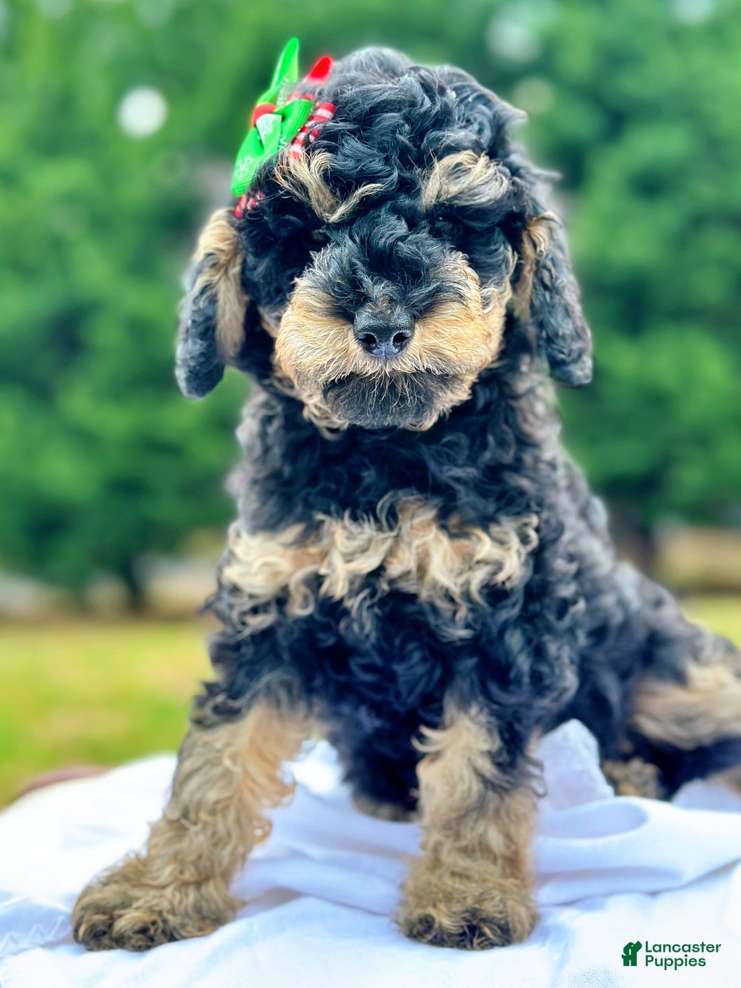 Miniature Poodle dogs for sale: Fallon - Ad 3