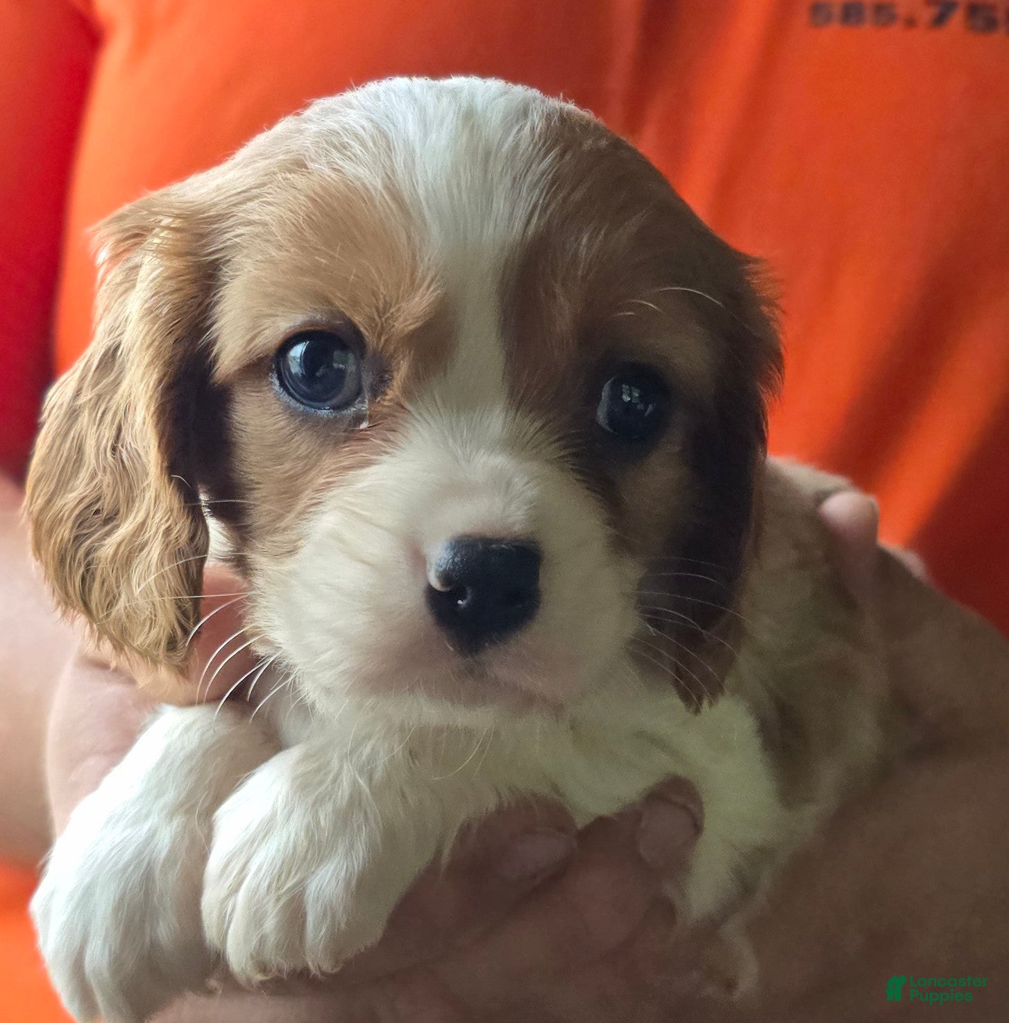 Cavalier King Charles Spaniel dogs Connor - Ad 2