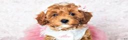 Cavapoo dogs for sale: Alice - Ad 27
