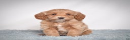 Mini Goldendoodle dogs for sale: Ms. Pearl - Ad 2