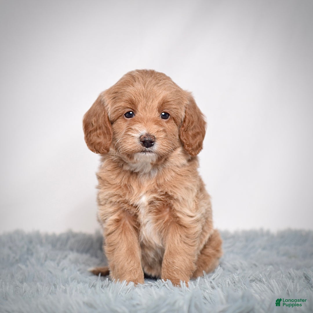 Mini Goldendoodle dogs for sale: Ms. Pearl - Ad 2