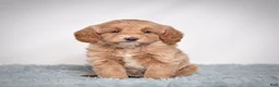 Mini Goldendoodle dogs for sale: Ms. Pearl - Ad 5