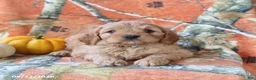 Cavapoo dogs for sale: Hickory - Ad 5