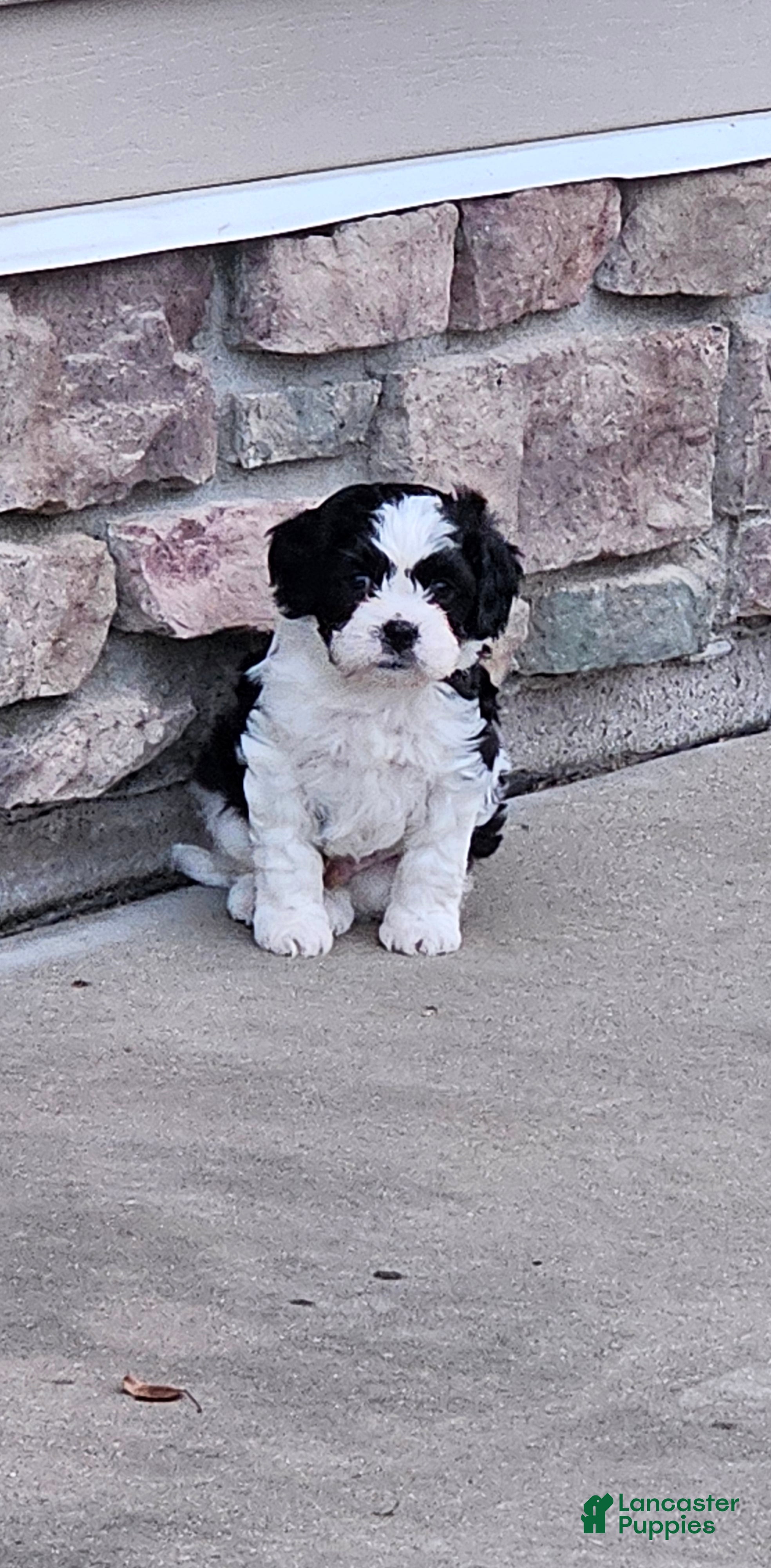 Mixed Breed dogs Oreo - Ad 41