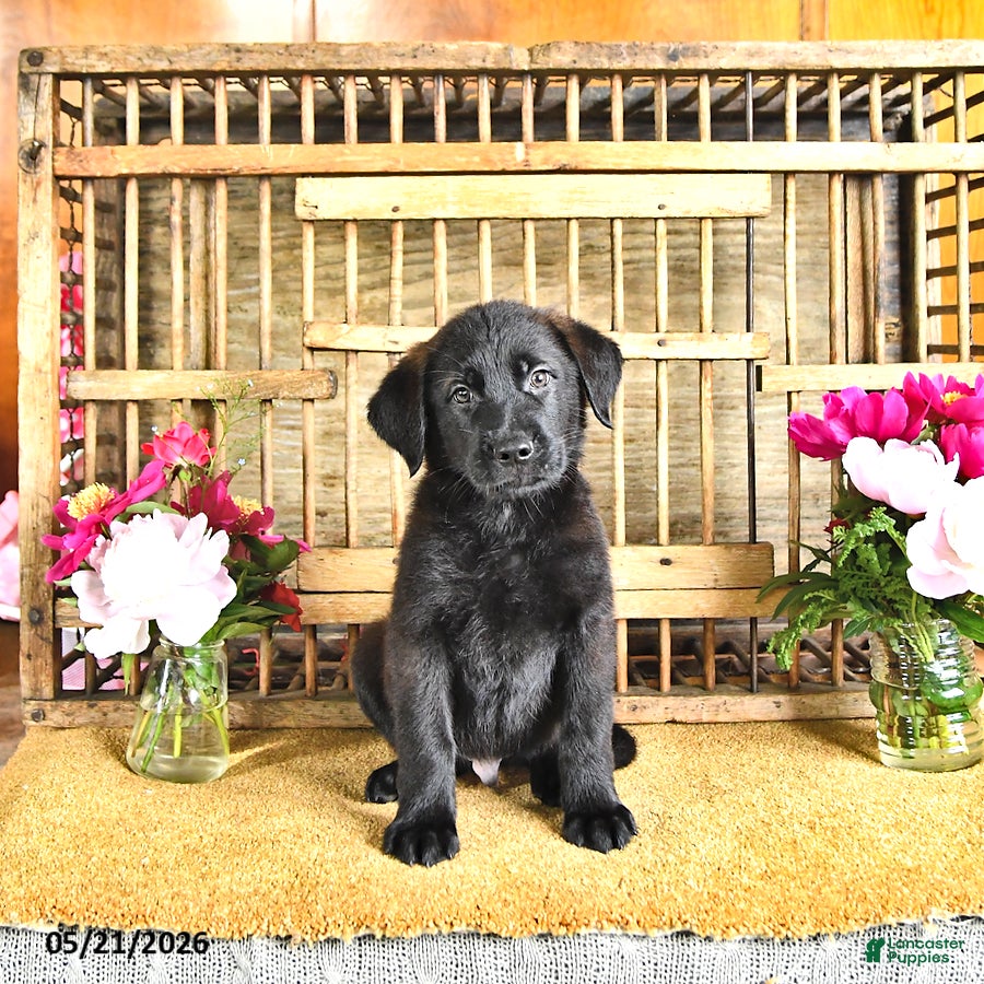 Golden Shepherd dogs Rebel - Ad 1