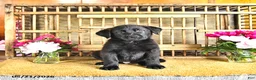 Golden Shepherd dogs for sale: Rebel - Ad 10