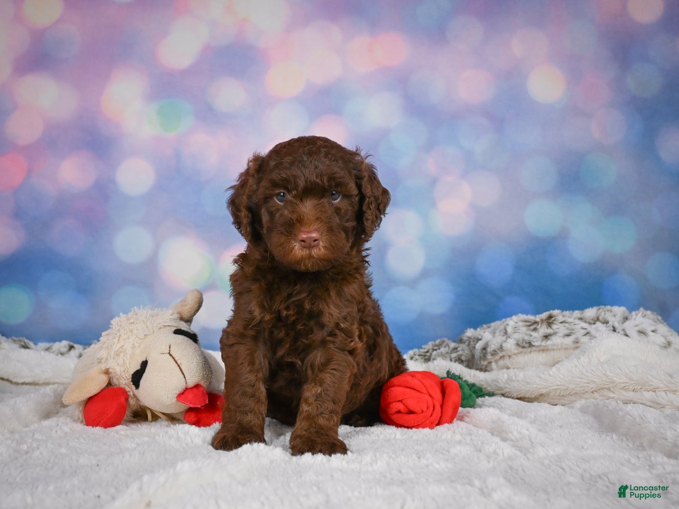 Mini Goldendoodle dogs Benji - Ad 2