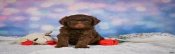 Mini Goldendoodle dogs for sale: Benji - Ad 2