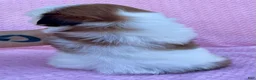Shih Tzu dogs for sale: Bonnie - Ad 4