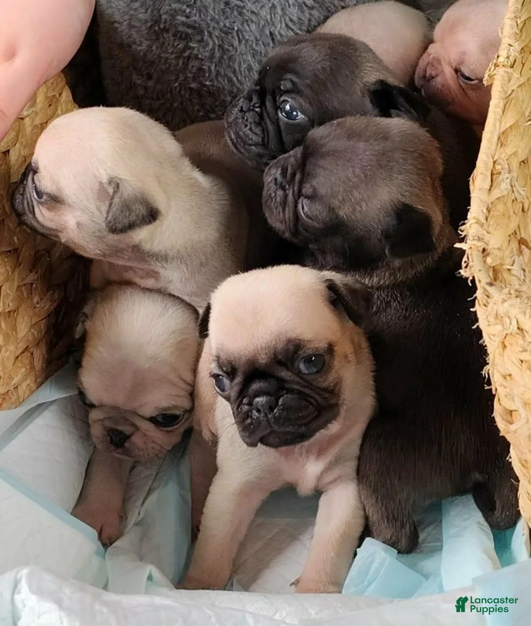 Pug dogs for sale: Pug Puppy 2 - Ad 5