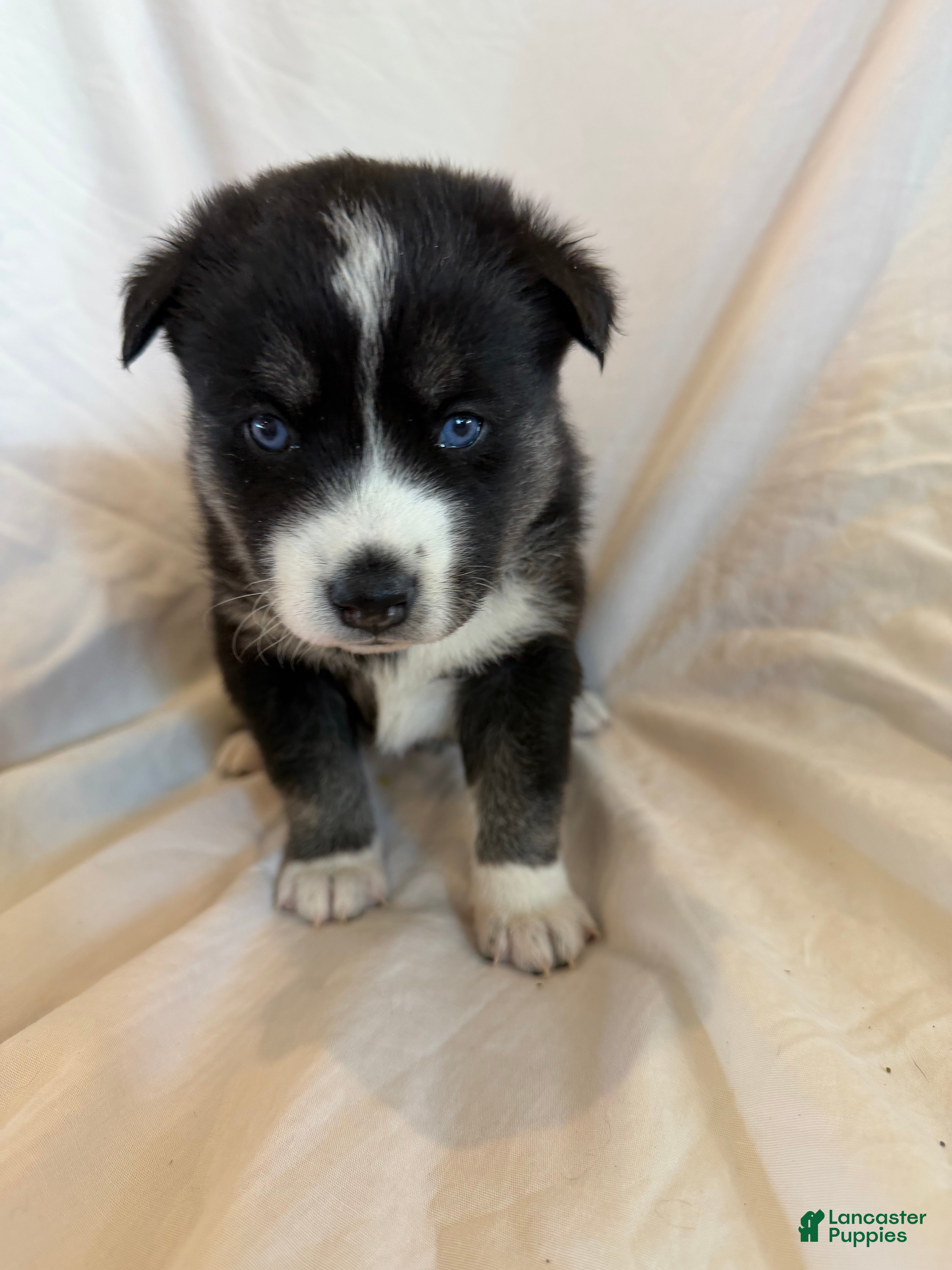 Pomsky dogs Blue - Ad 13