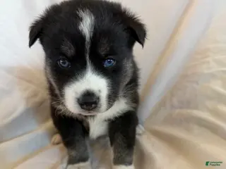 Pomsky dogs Blue - Ad 9