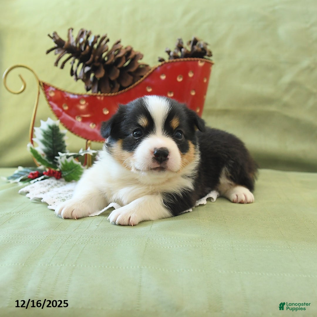 Welsh Corgi Pembroke dogs for sale: Prince    - Ad 15