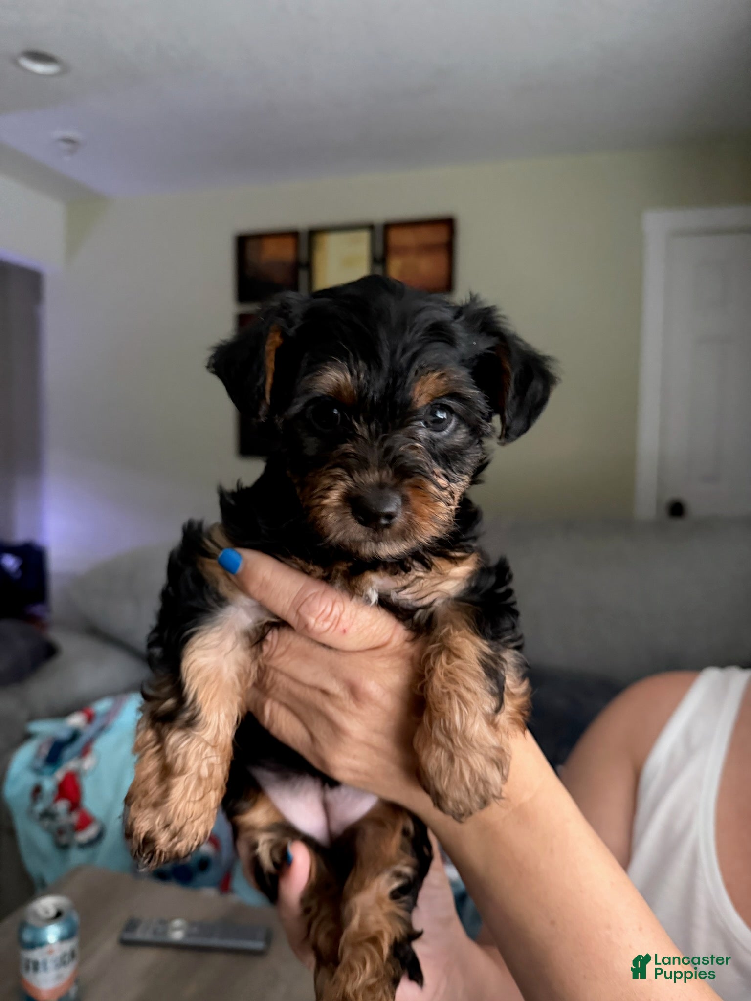 Yorkshire Terrier dogs Dumpling - Ad 1