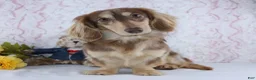 Miniature Dachshund dogs for sale: Jasper - Ad 6