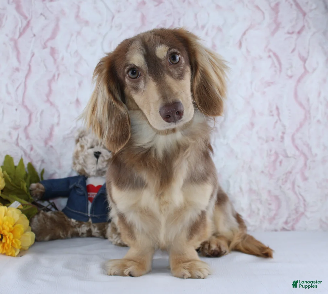 Miniature Dachshund dogs for sale: Jasper - Ad 6