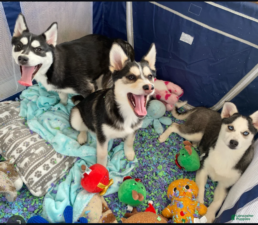 Pomsky dogs for sale: Snow White  - Ad 3