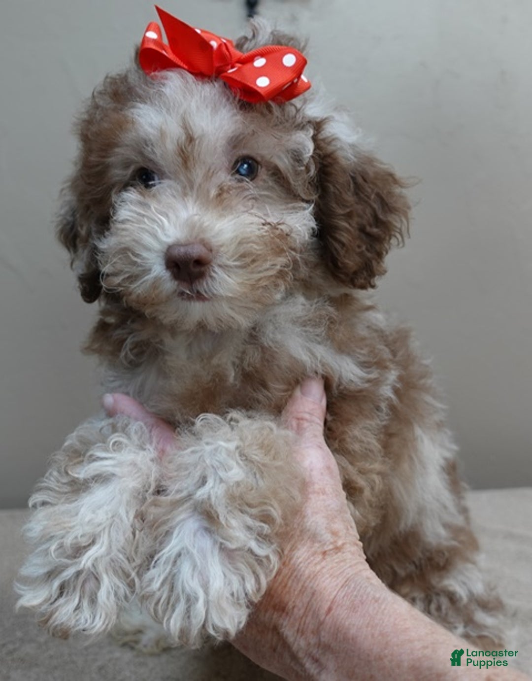 Toy Poodle dogs for sale: iven neutered 12/9/25 - Ad 8