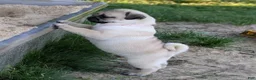 Pug dogs for sale: Clover - Ad 4