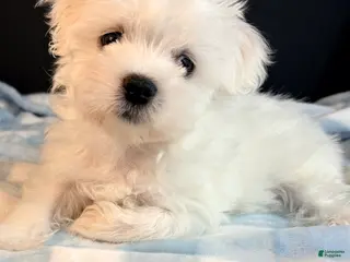Maltese dogs for sale: Maltese 1 - Ad 1