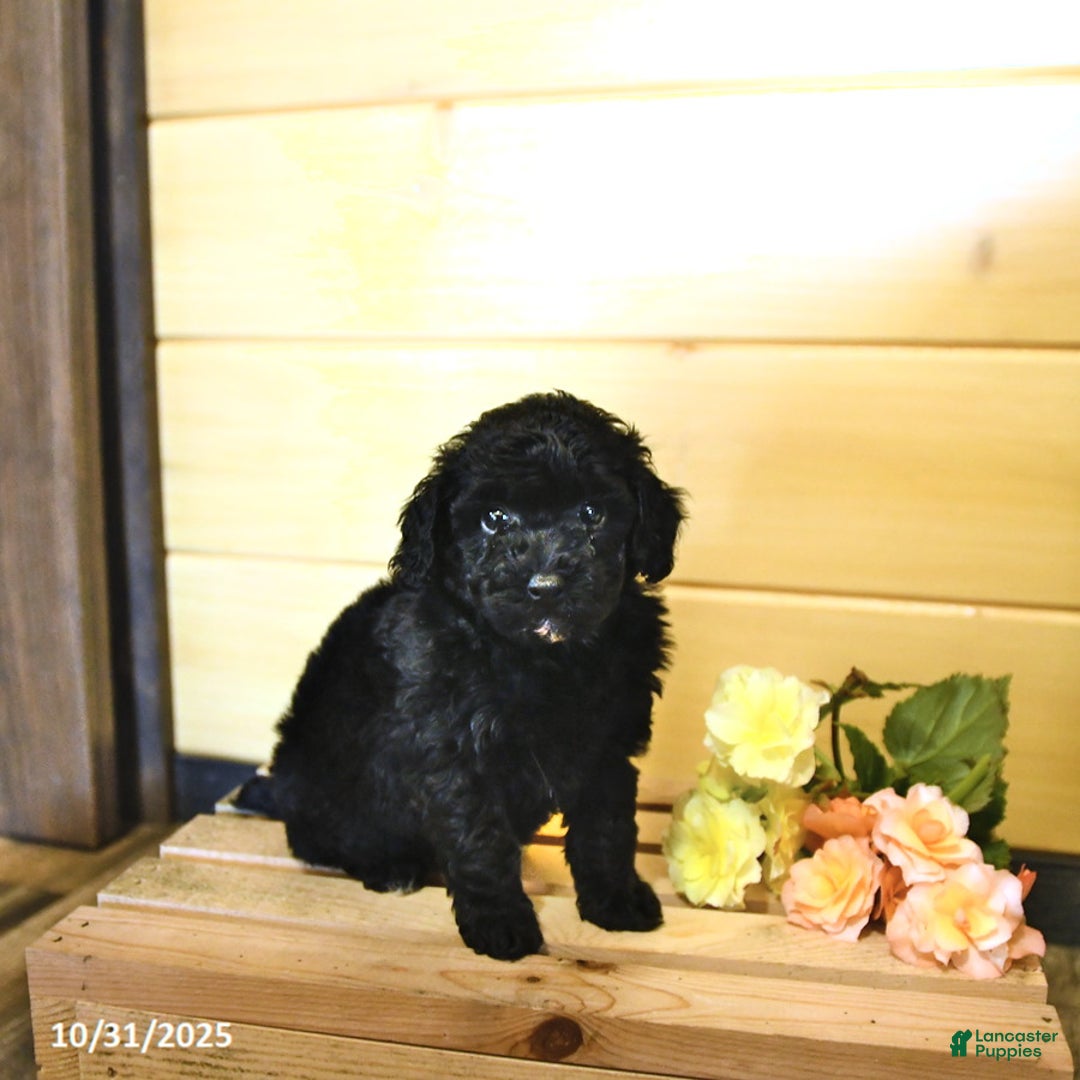 Miniature Poodle dogs for sale: Fern - Ad 4