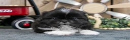 Shih Tzu dogs for sale: Ember - Ad 3