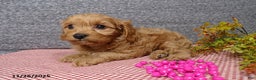 Cavapoo dogs for sale: Peggy - Ad 4