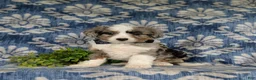 Aussiedoodle dogs for sale: Shayne Adult wt 16 lbs - Ad 1