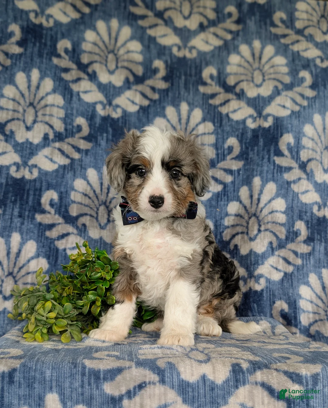 Aussiedoodle dogs for sale: Shayne Adult wt 16 lbs - Ad 1