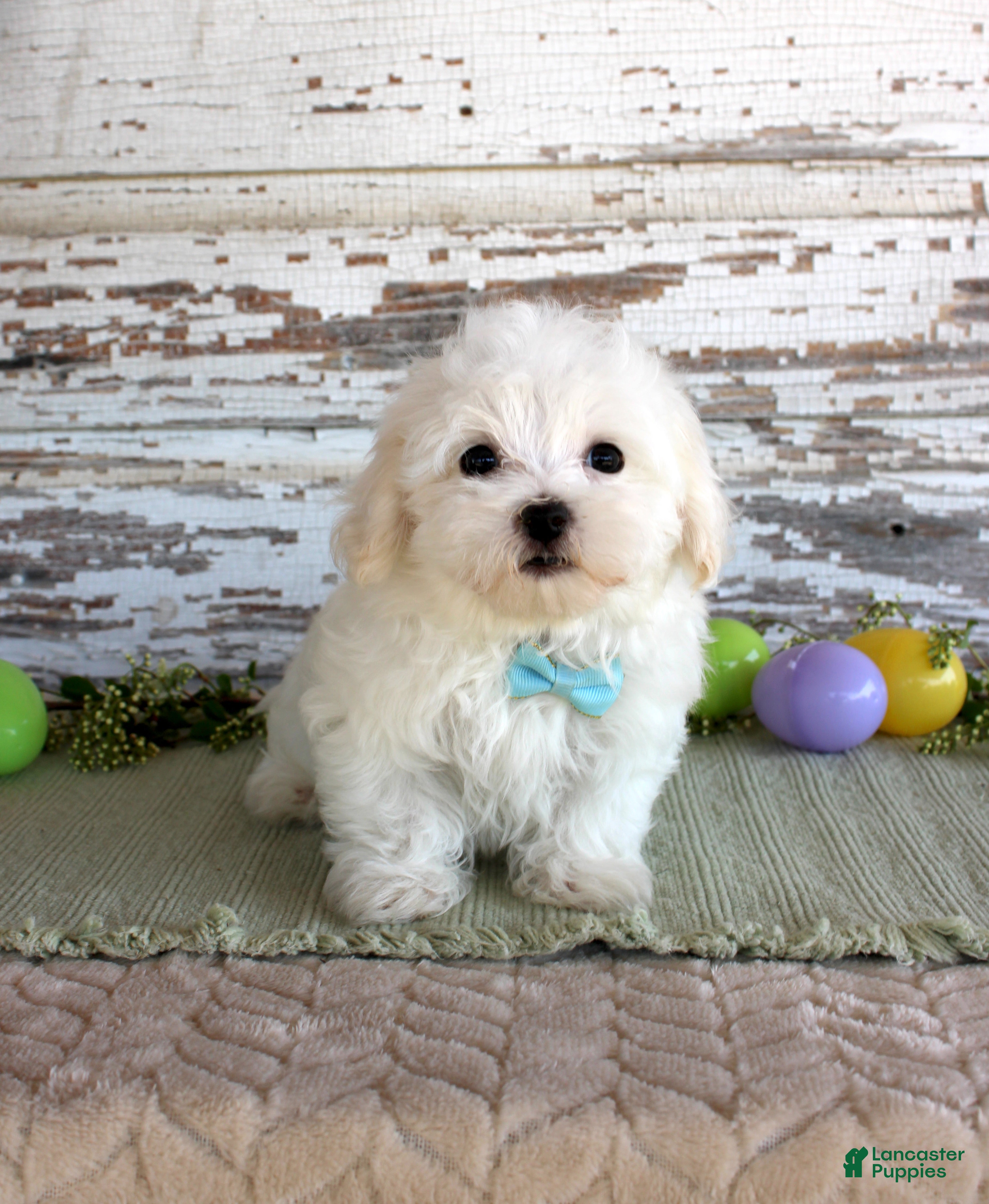 Maltese dogs Scotty - Ad 40